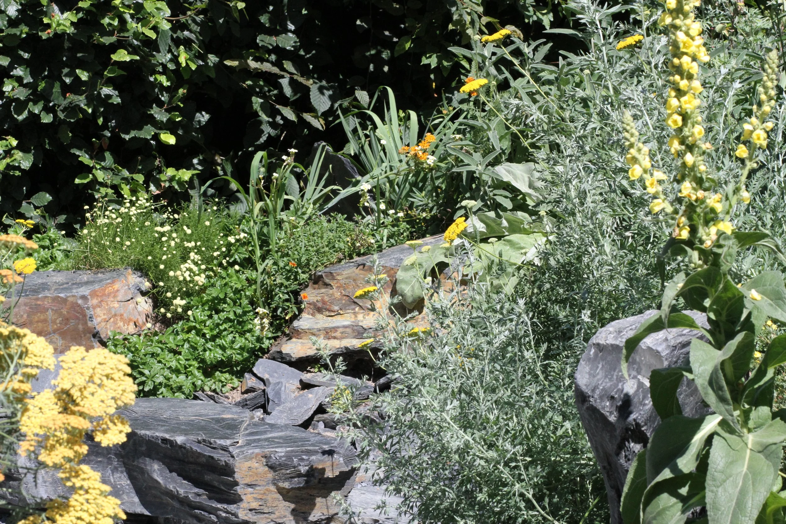 Plantes de jardin de rocaille avec Verbascum, Artemisia, Sisyrinchium, Santolina et feuillages argentés.