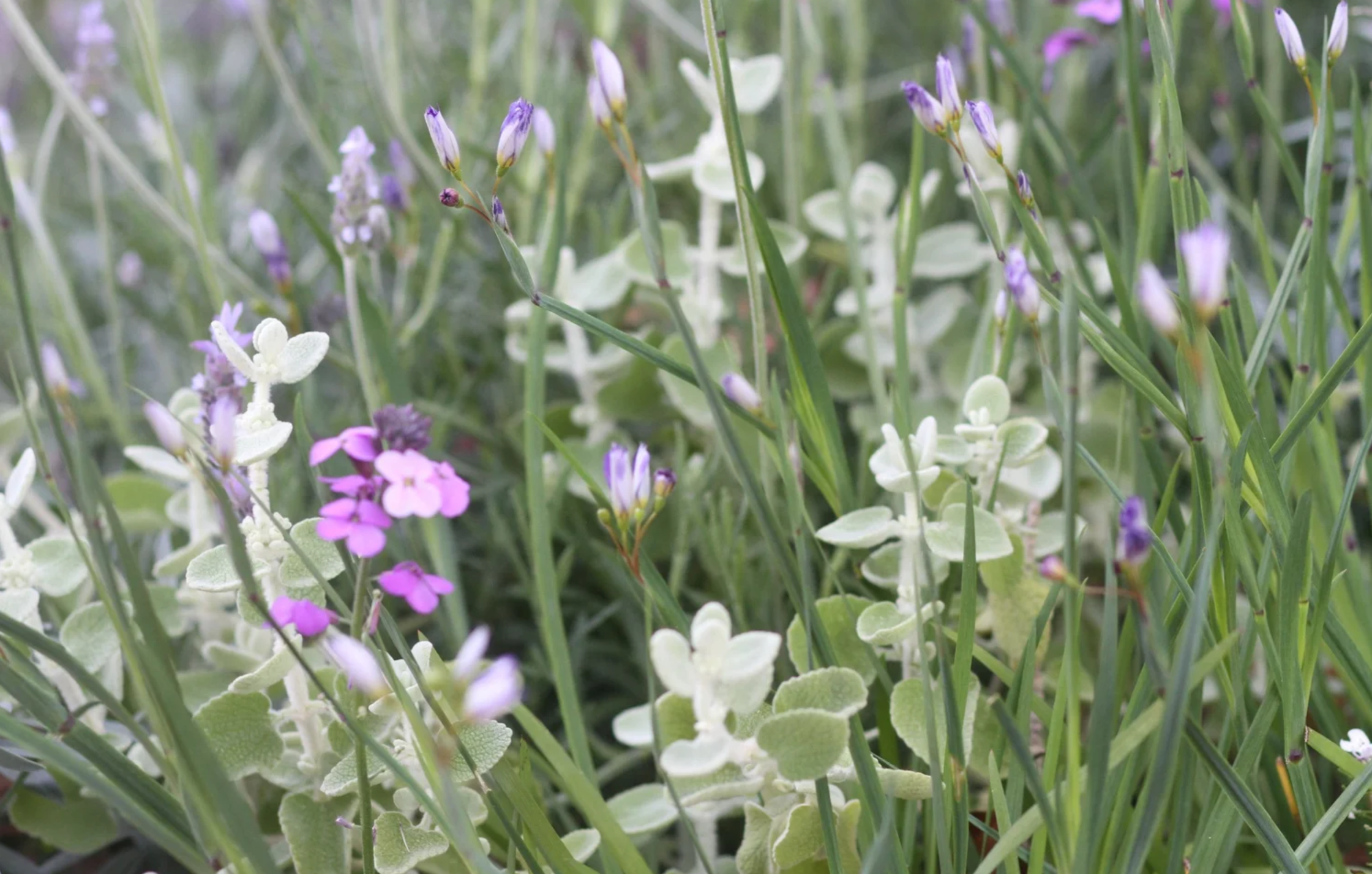 Le Jardin de la Sixième Extinction à la Villa Rothschild de Cannes, jardin xérophyte et écologique Prix du Public au Festival des Jardins de la Côte d'Azur, Simonson Landscape