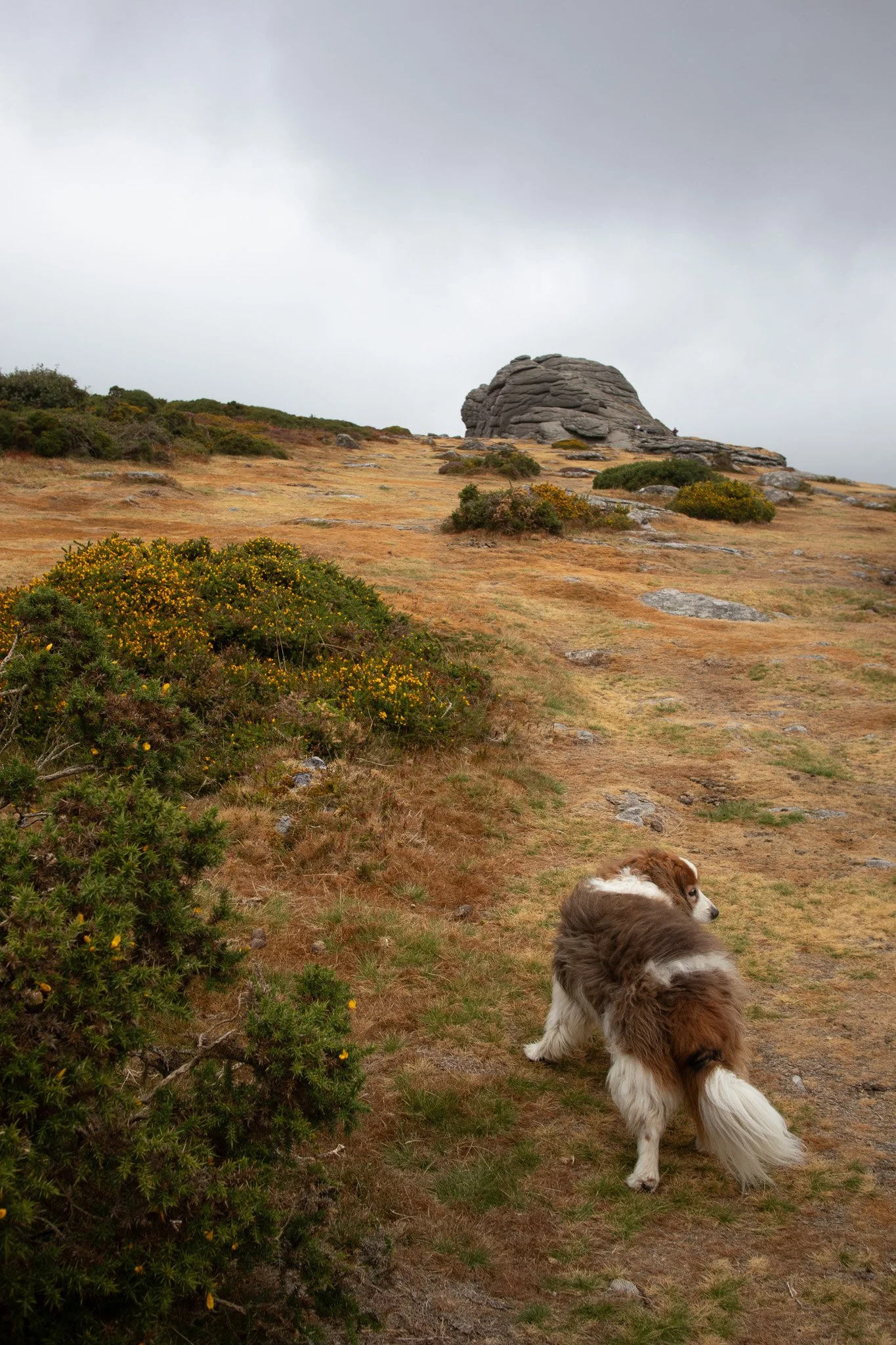 Dog walking uphill in England
