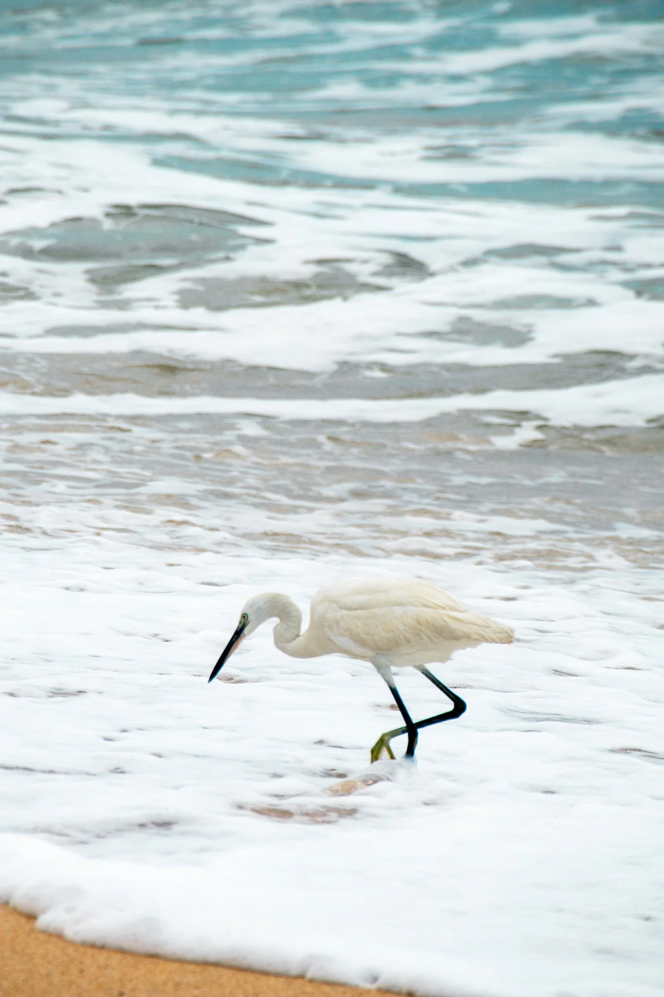 Pelican moving around on the beach