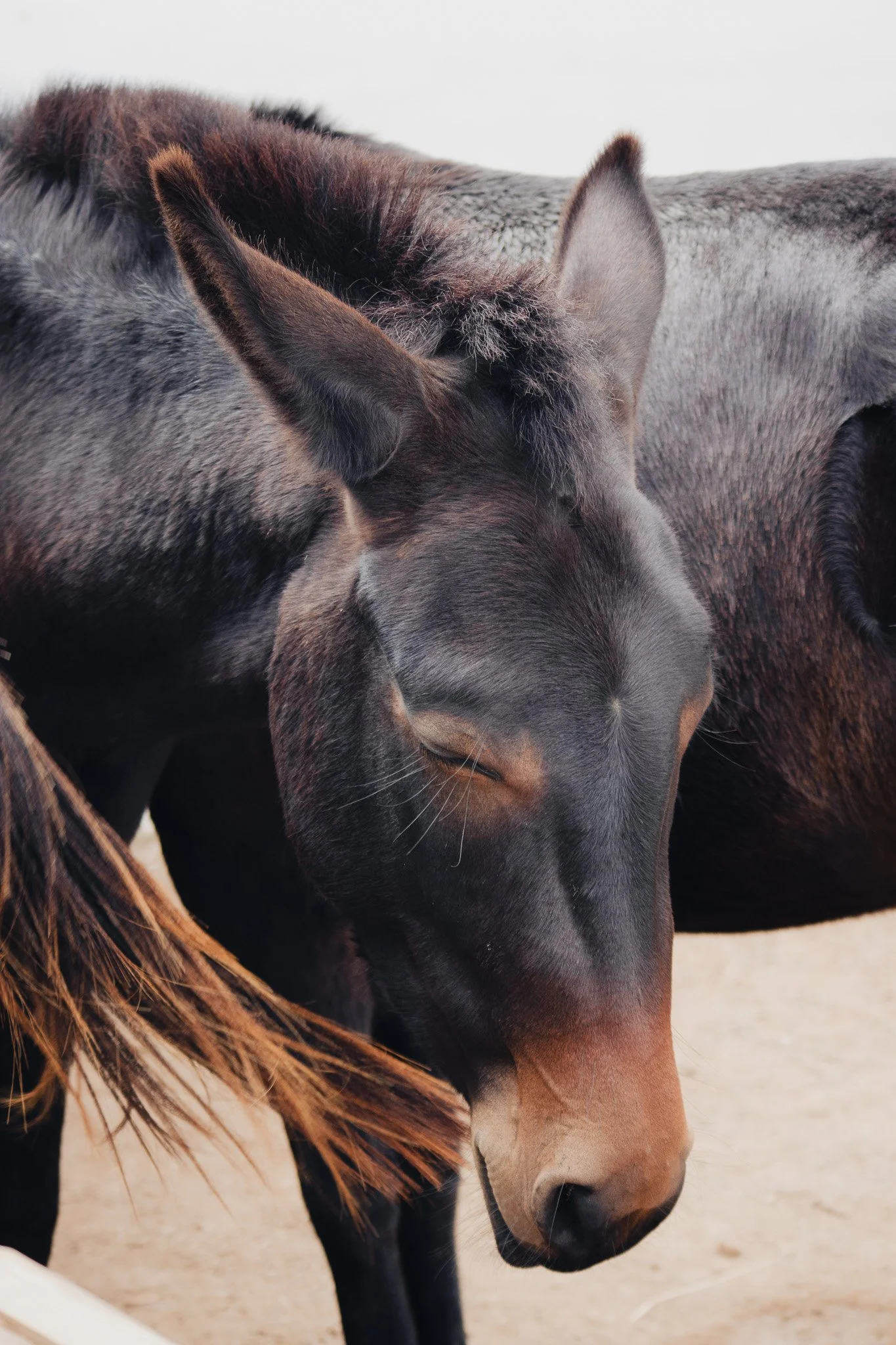 Sleepy horse