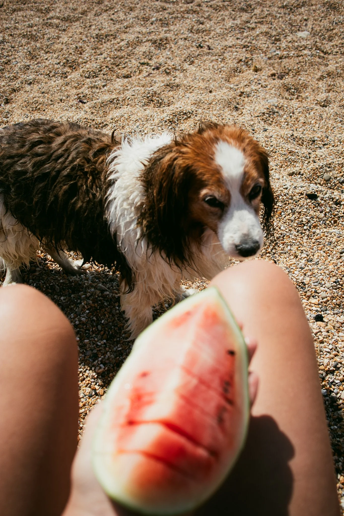 Water melon with dog looking at it