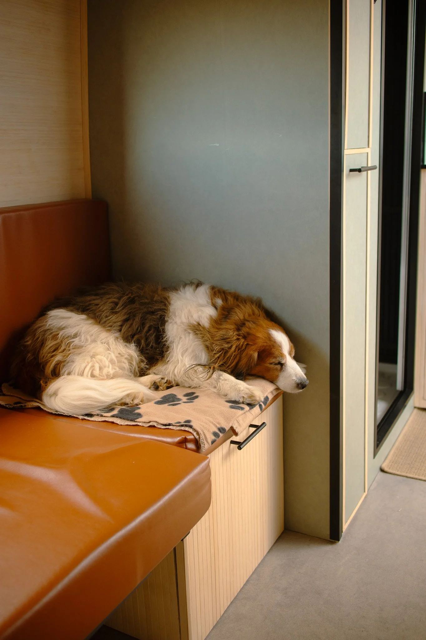 Dog sleeping on the couch in a van