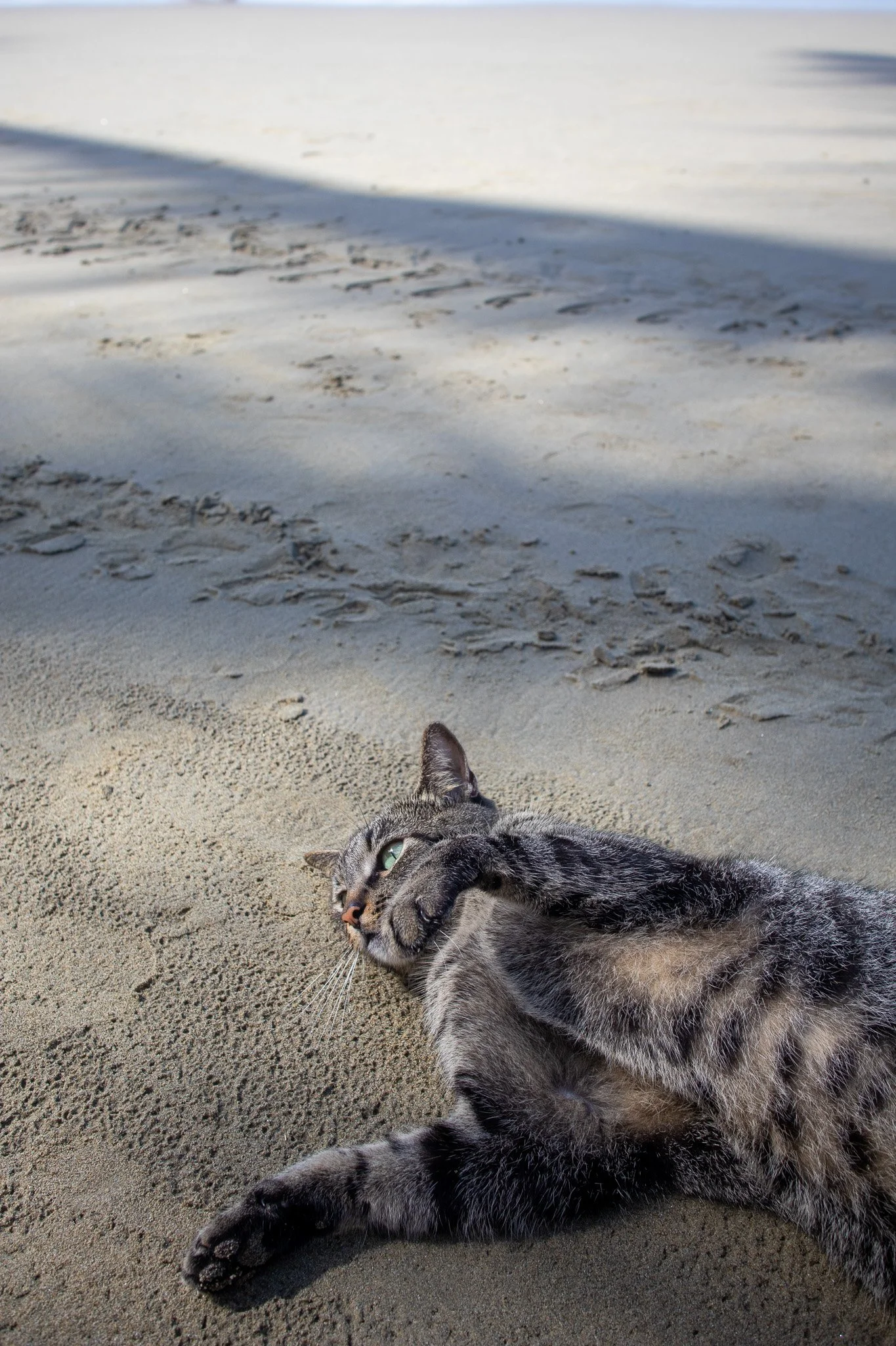 Kitten on a beach relaxing