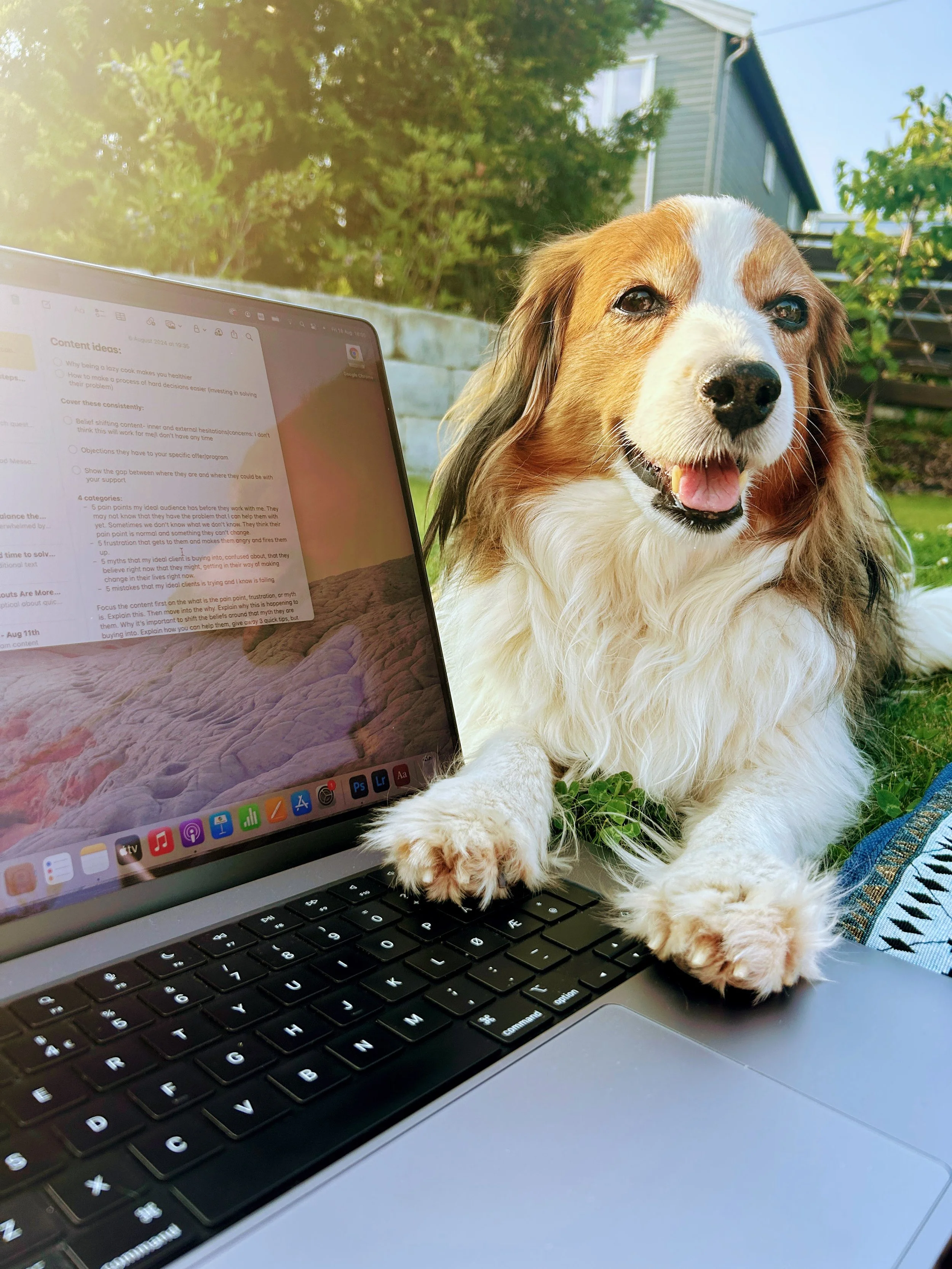 Macbook on the grass in the garden with a dog putting its paws on the keyboard