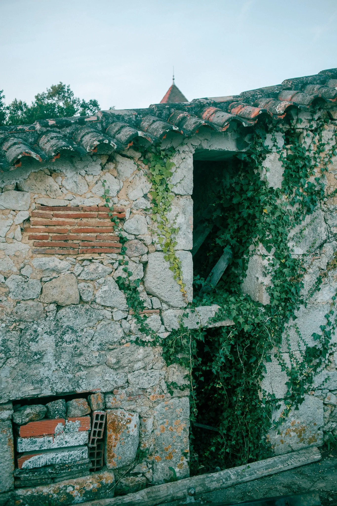 Old wall with climbing plants