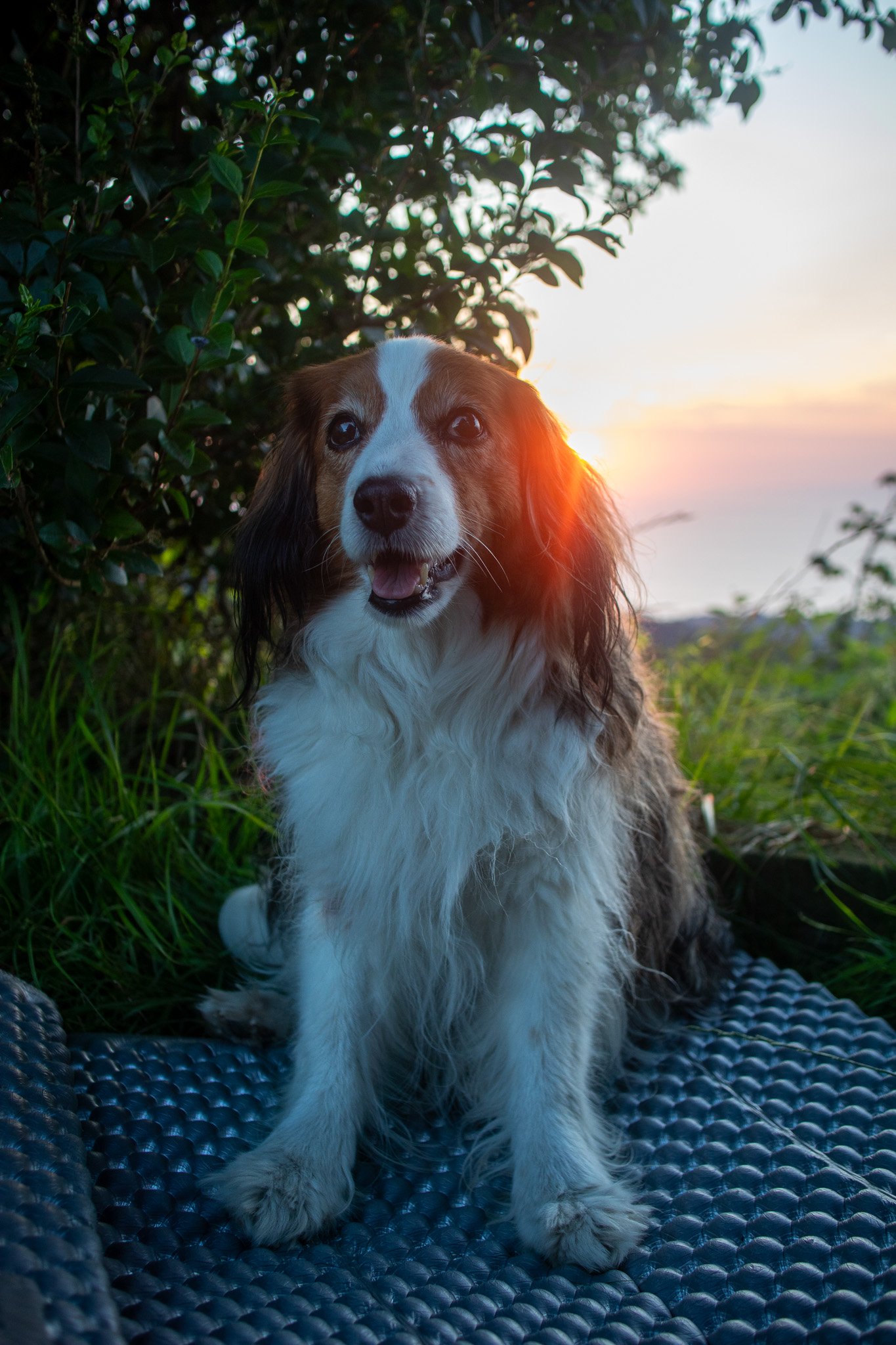 Kooikerdog resting on a mat on the mountain