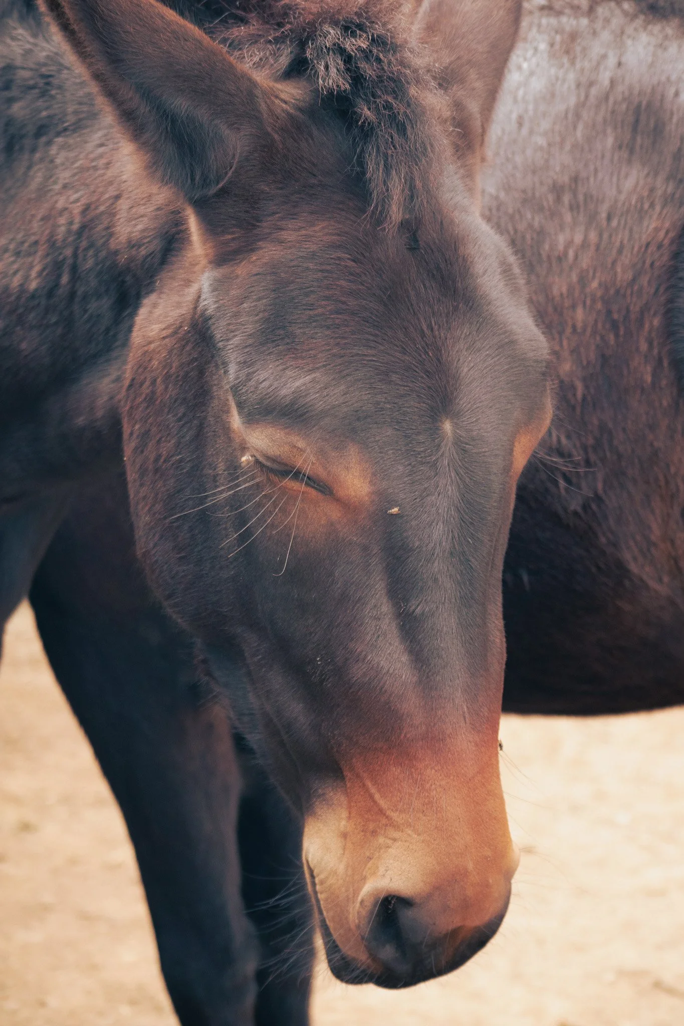 Sleepy horse