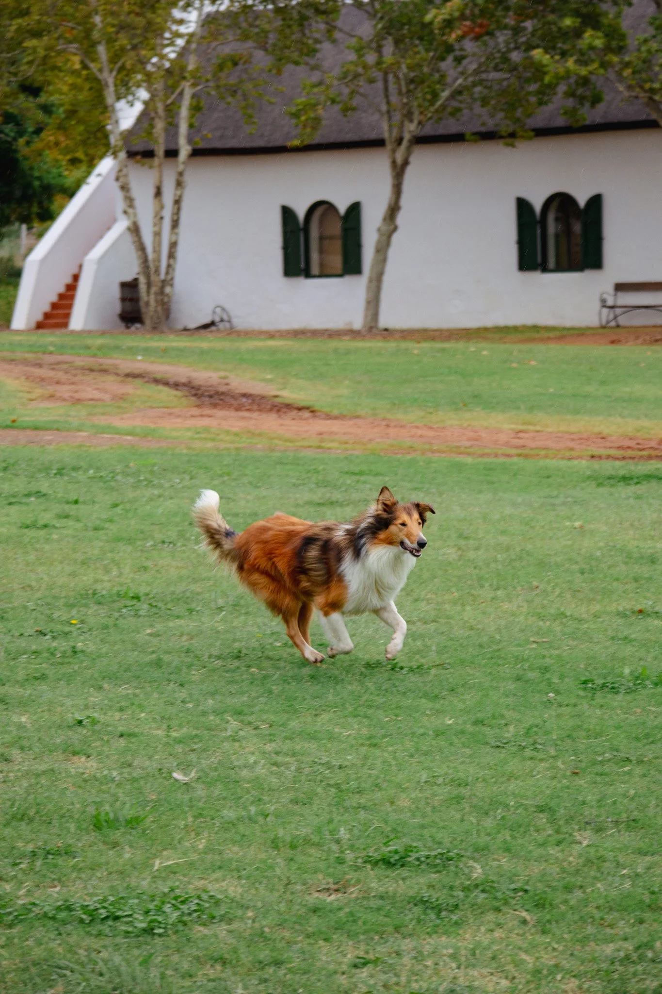 Collie leaping on green grass at farm in South Africa