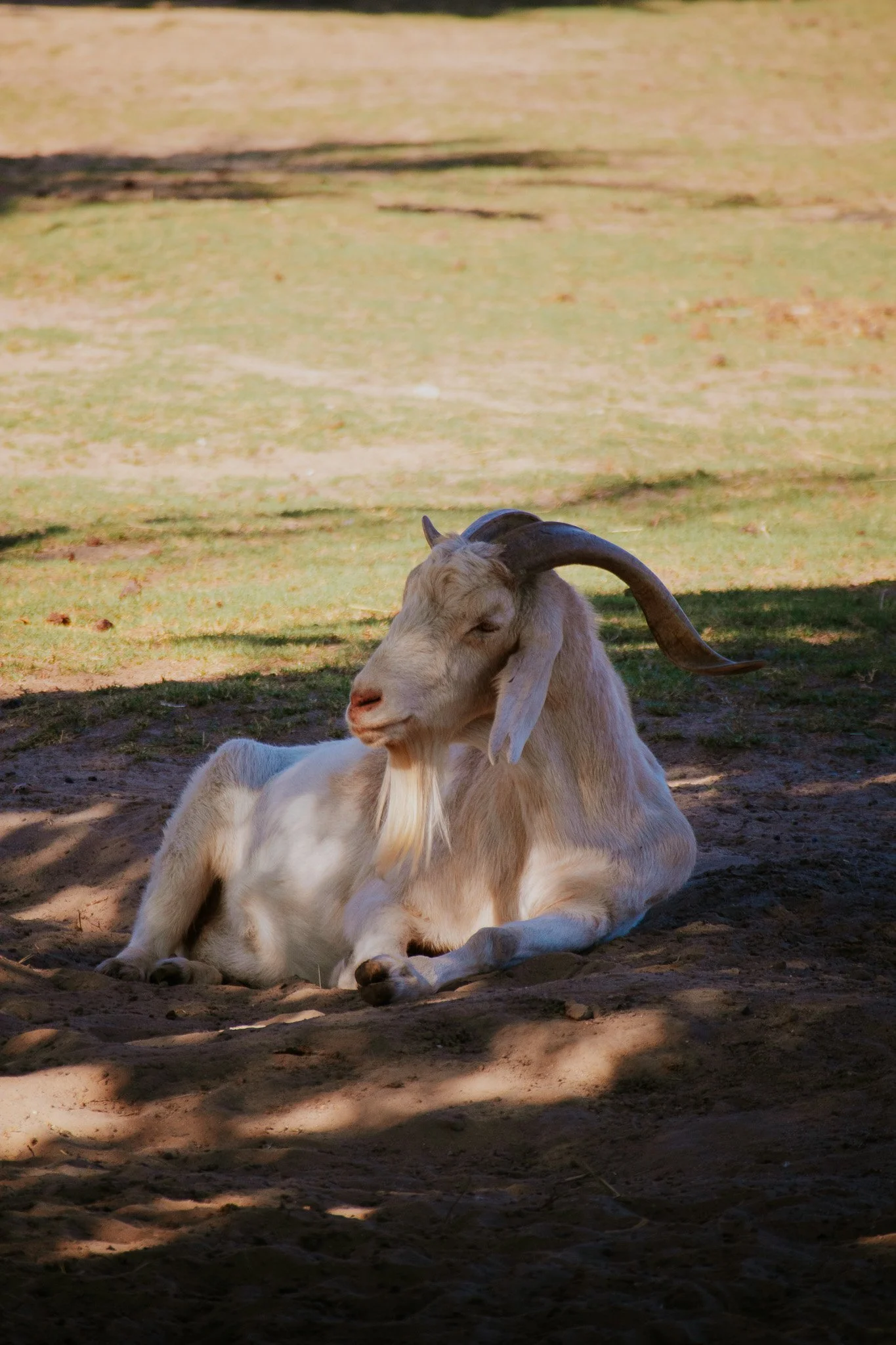 Goat relaxing on the grass