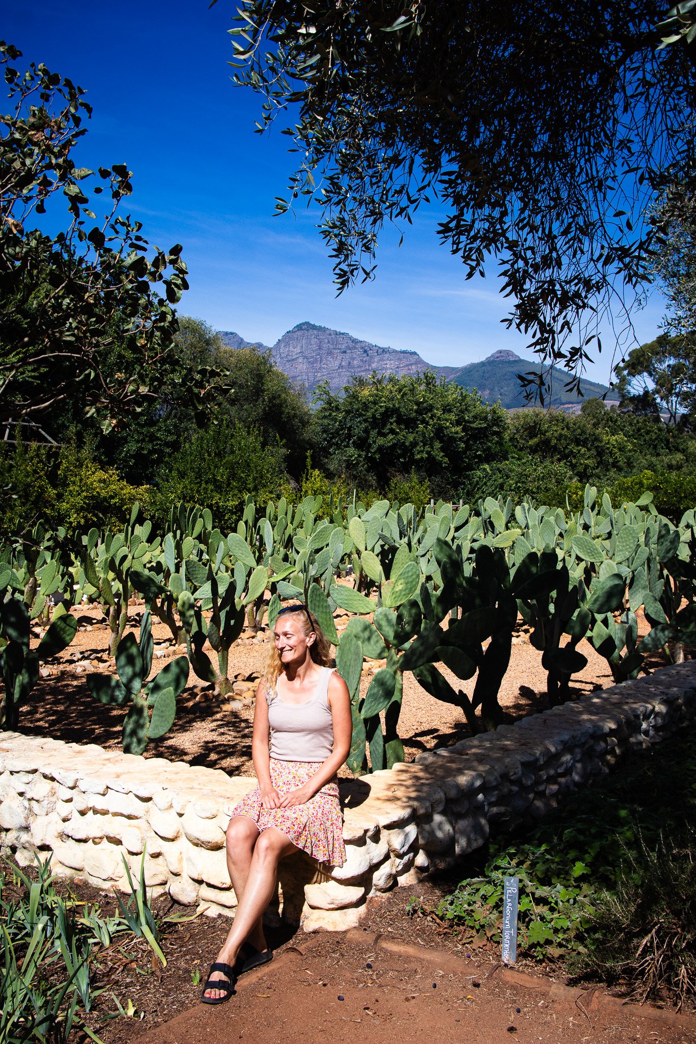 Woman resting by a cactus field