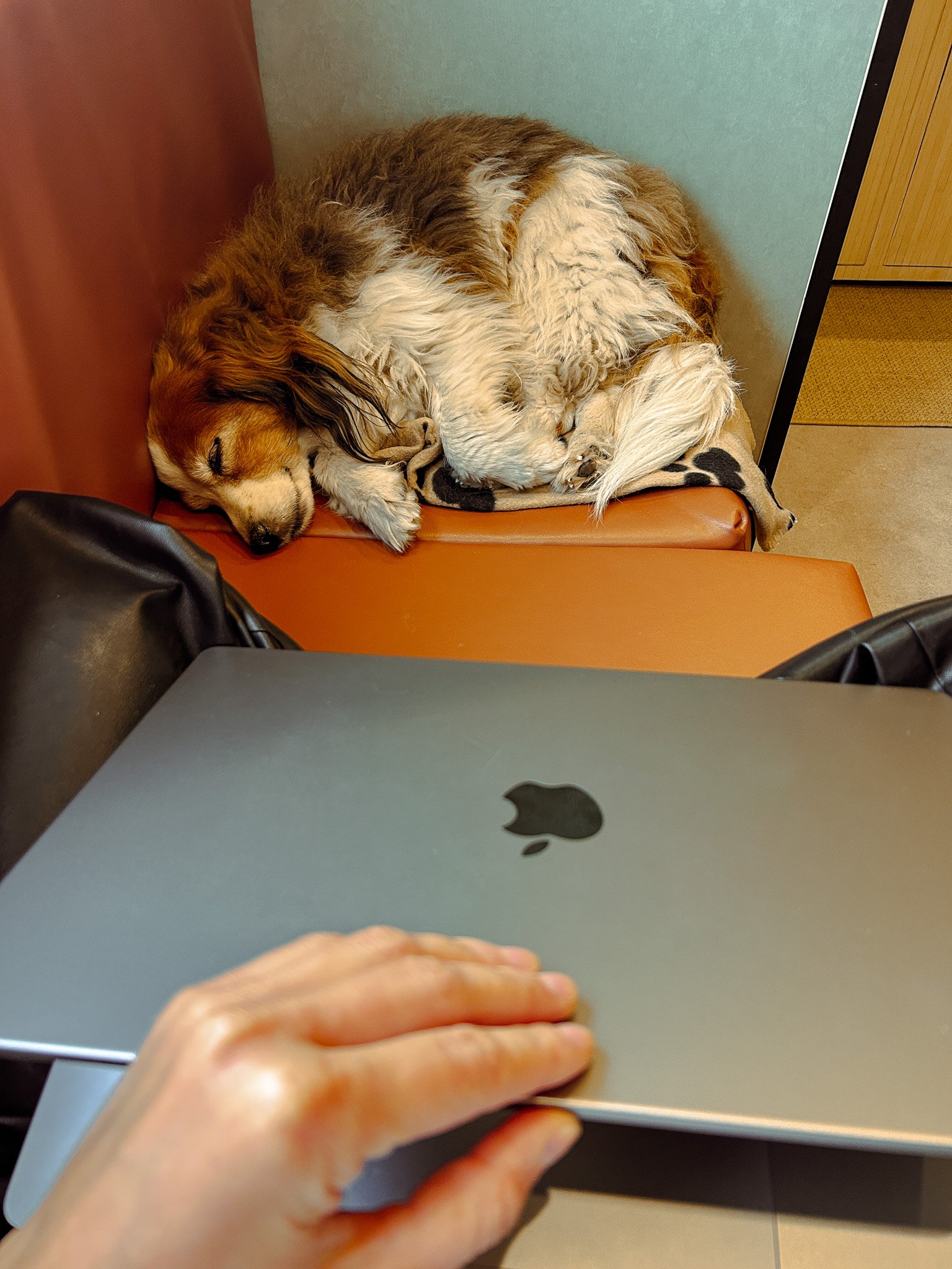 Macbook closing and dog sleeping