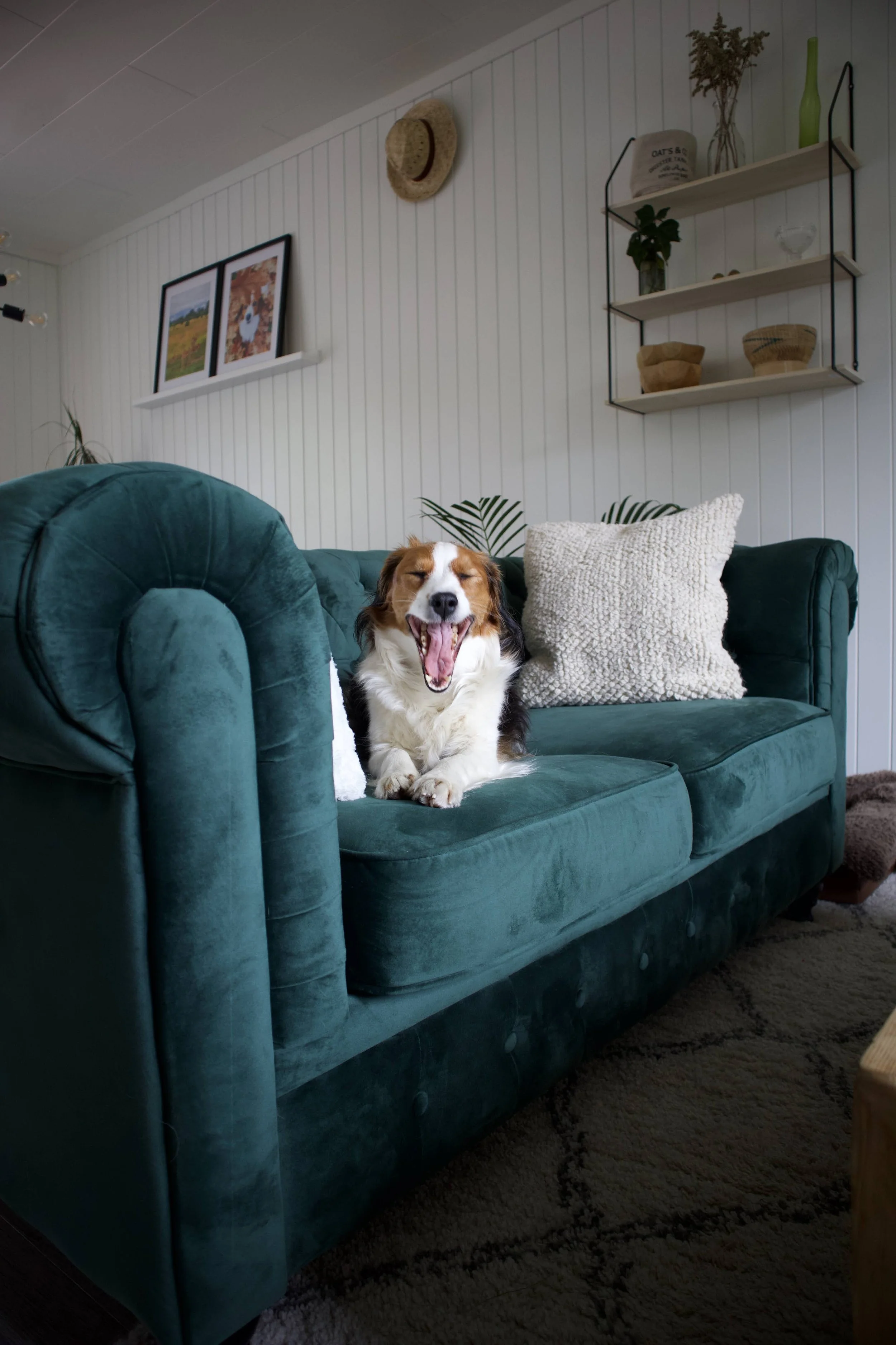 Dog laying on a green velvet sofa yawning