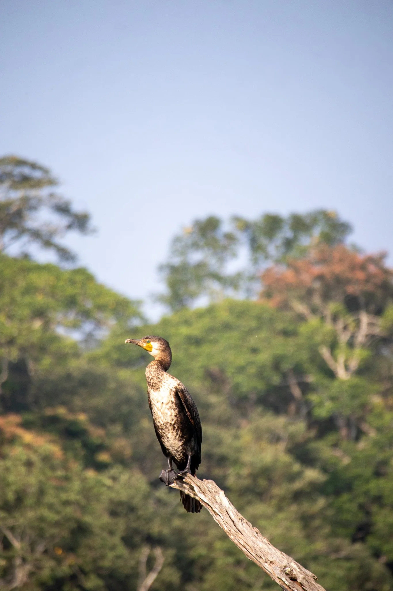 Bird sitting on top of a branch