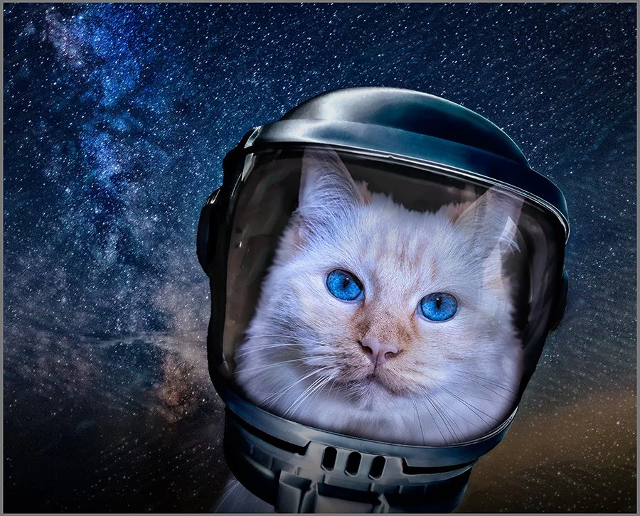 Barbara Crane photo - Space CATdet.jpg