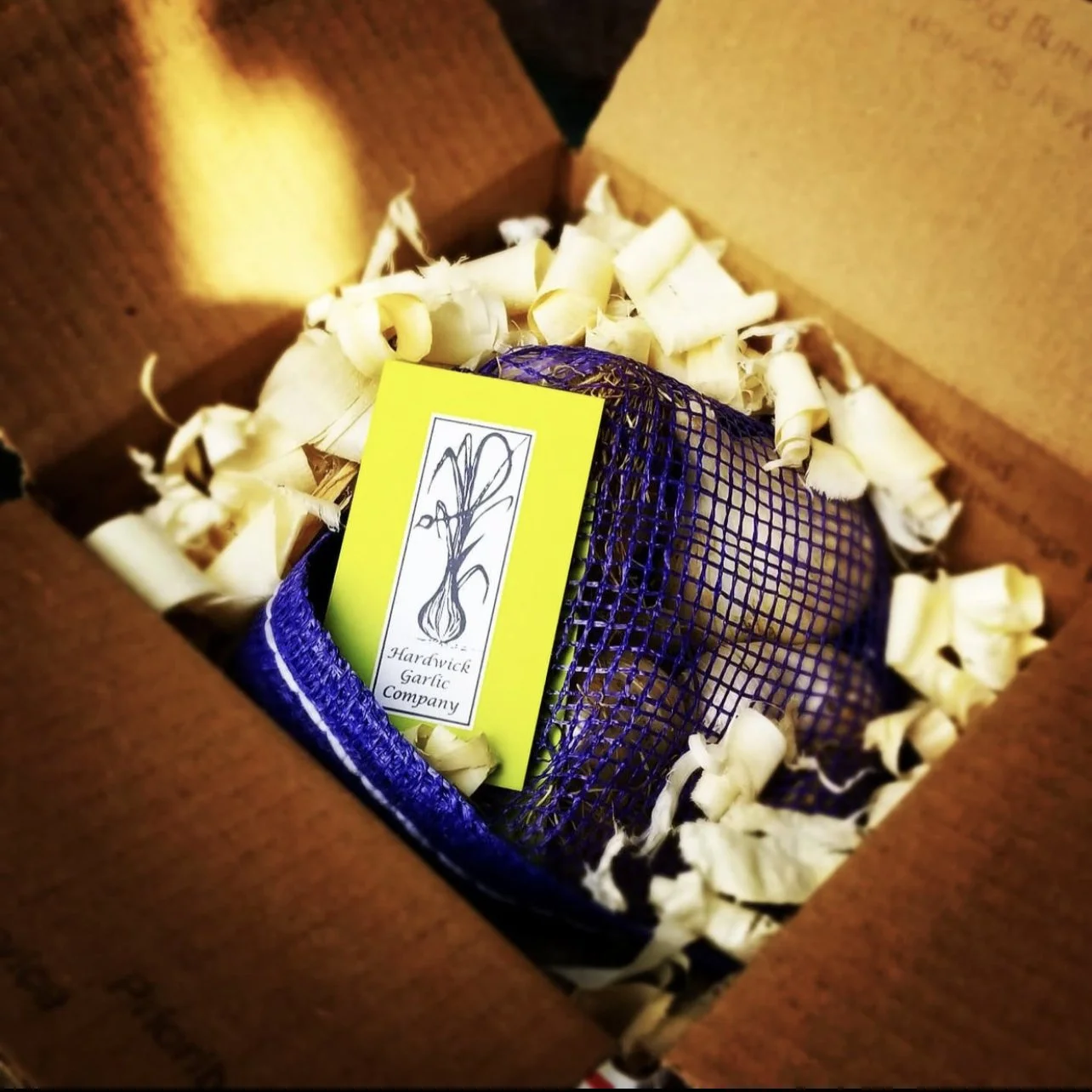 Sylvacurl_HardwickGarlic.jpg