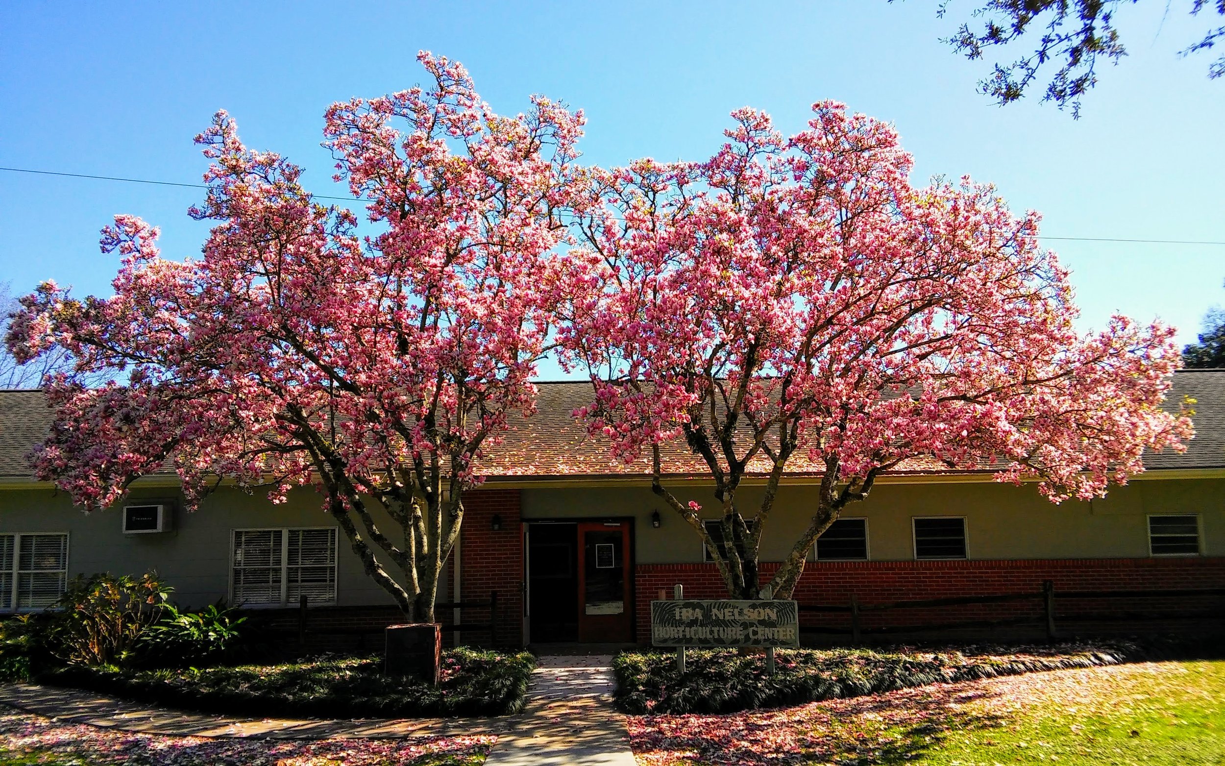 Japanese Magnolias Ira Nelson Center.jpeg
