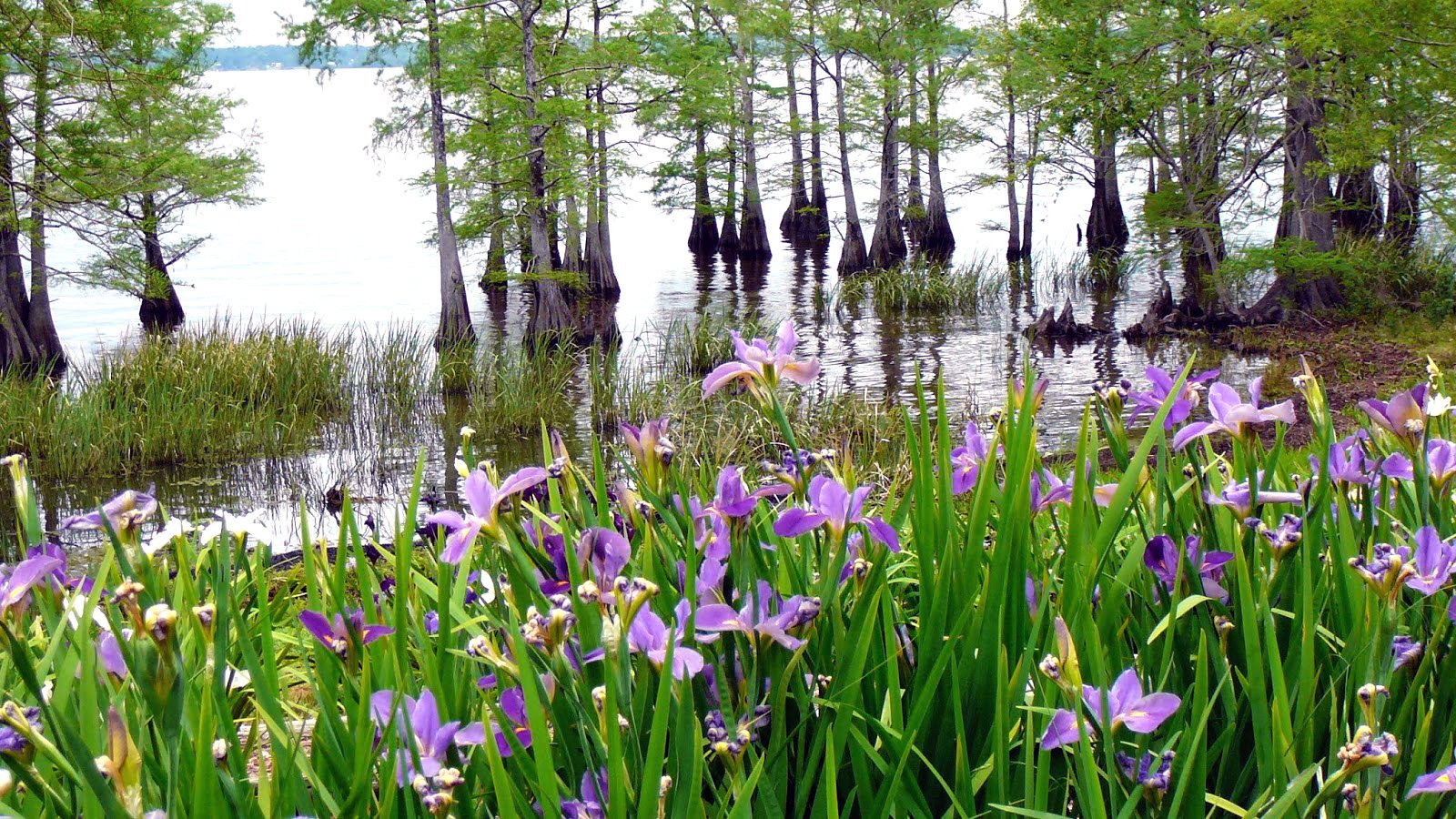 Festival des Fleurs de Louisiane - Annual Garden Show Benefits Ira Nelson  Horticulture Center - Discover Lafayette