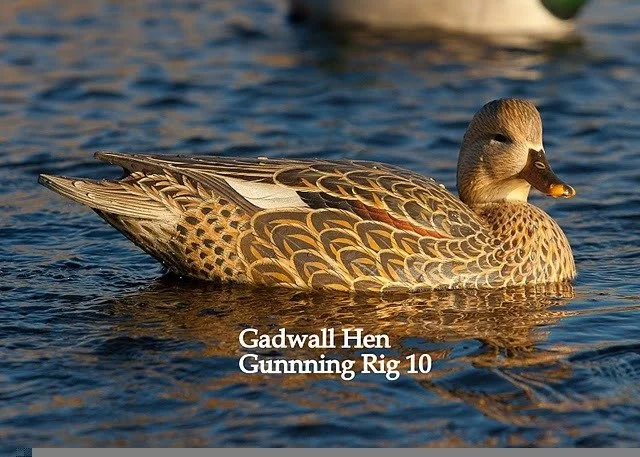 gadwall hen.jpg