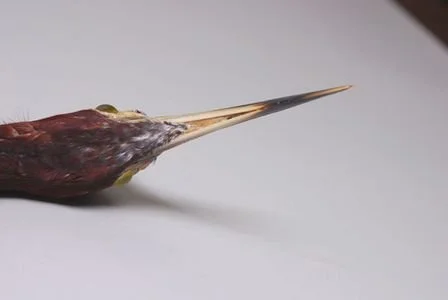 2173.jpg