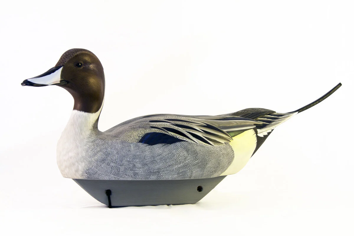 Tom Newell - Pintail Drake