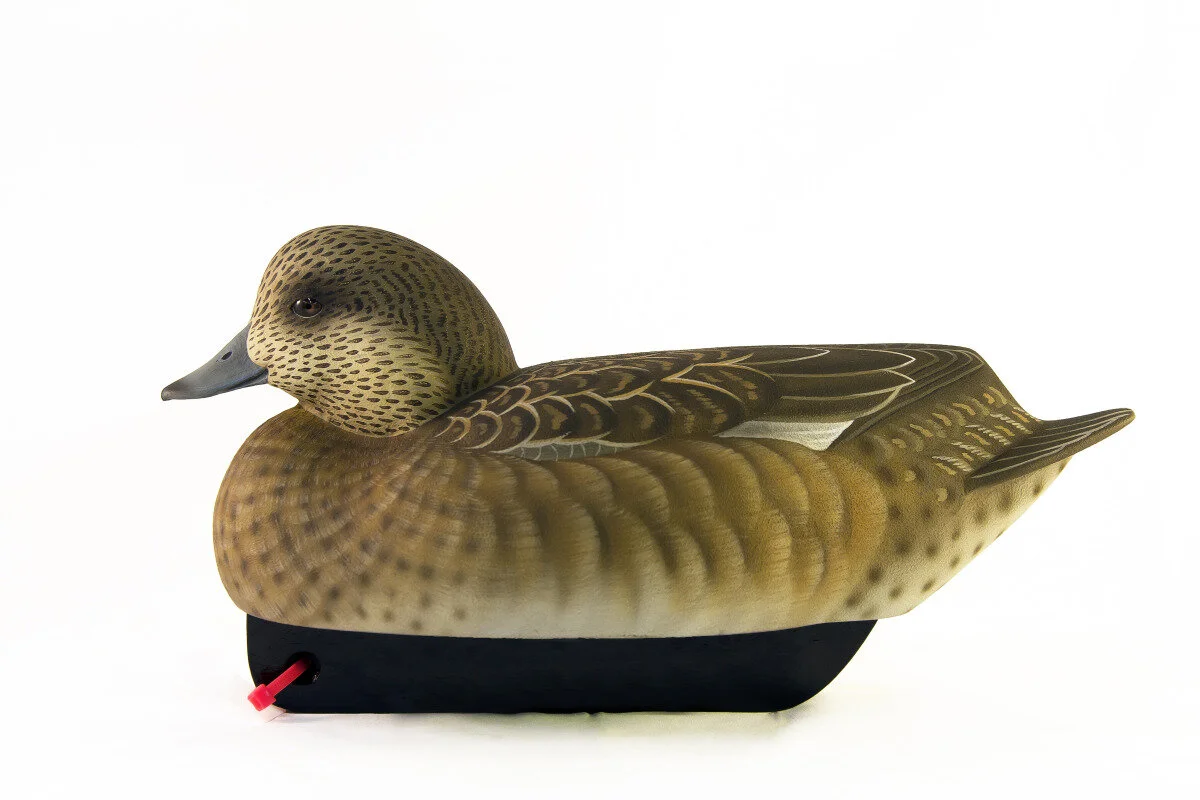 Tom Matus - Wigeon Hen