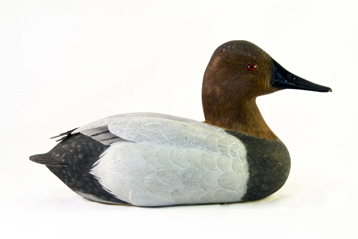 Tom Goddard - Canvasback Drake