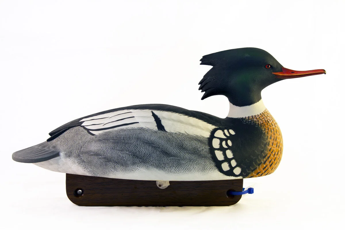 Jim Brace - Red-breasted Merganser Drake