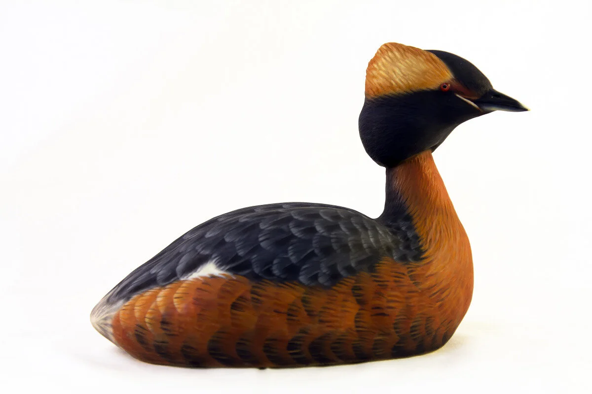 Brad Snodgraas - Horned Grebe