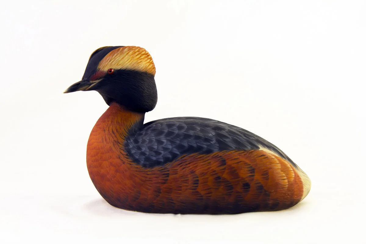 Brad Snodgrass - Horned Grebe