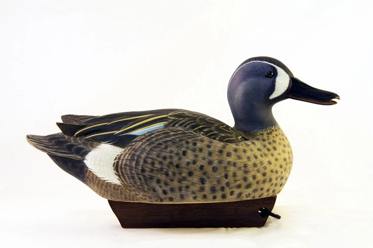 Walter Gaskill - Blue-winged Teal Drake