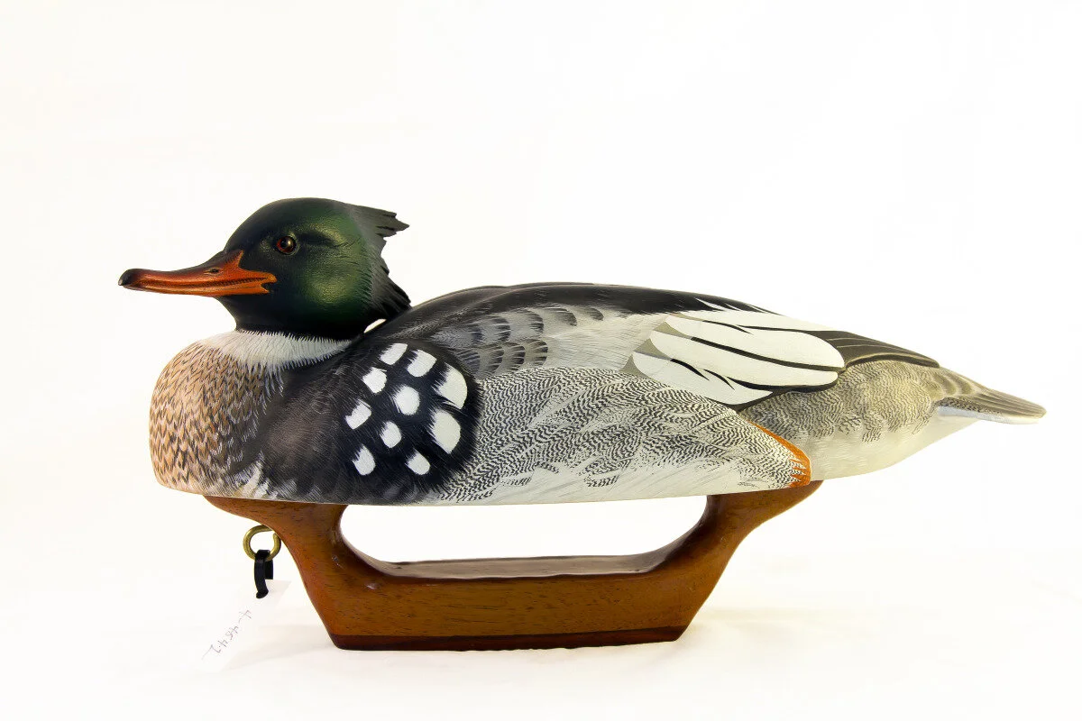 Tom Newell - Red-breasted Merganser Drake