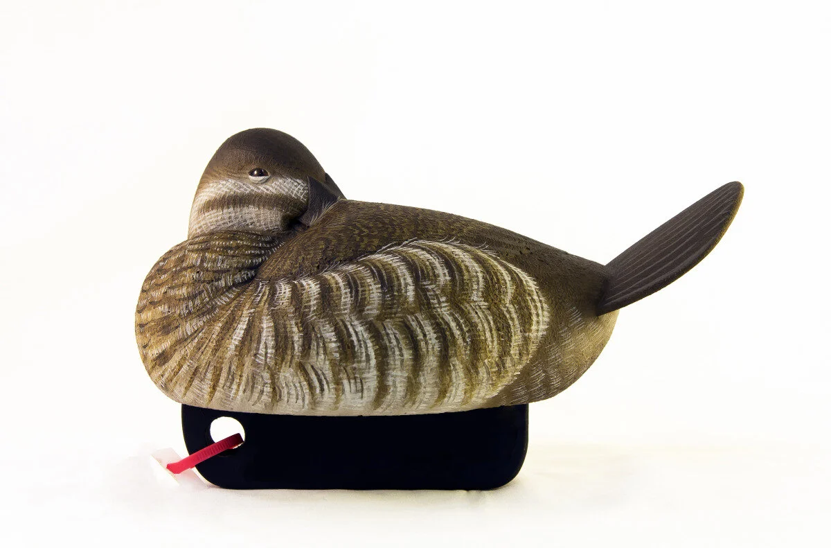 Tom Matus - Ruddy Duck Hen