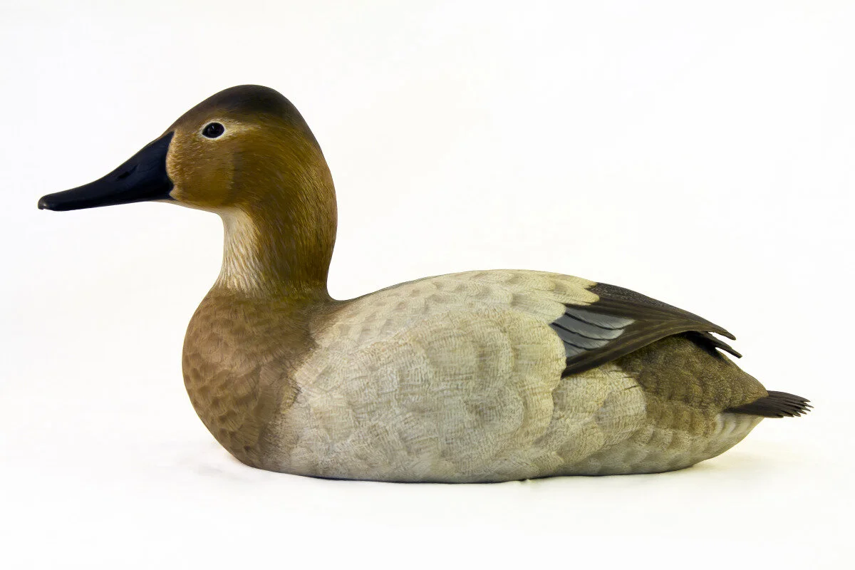 Bill Peyton - Canvasback Hen