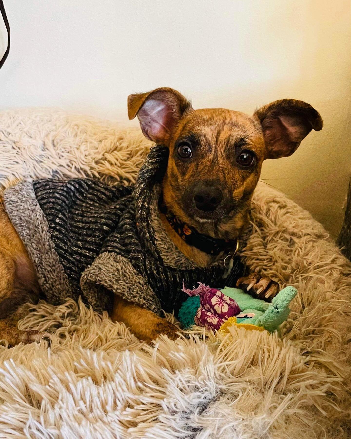 Little Miss Sachertorte always looking adorable in her little jacket 🤍

To read more information about Sachertorte or apply to adopt, please visit our website! https://www.keytolionsheart.org