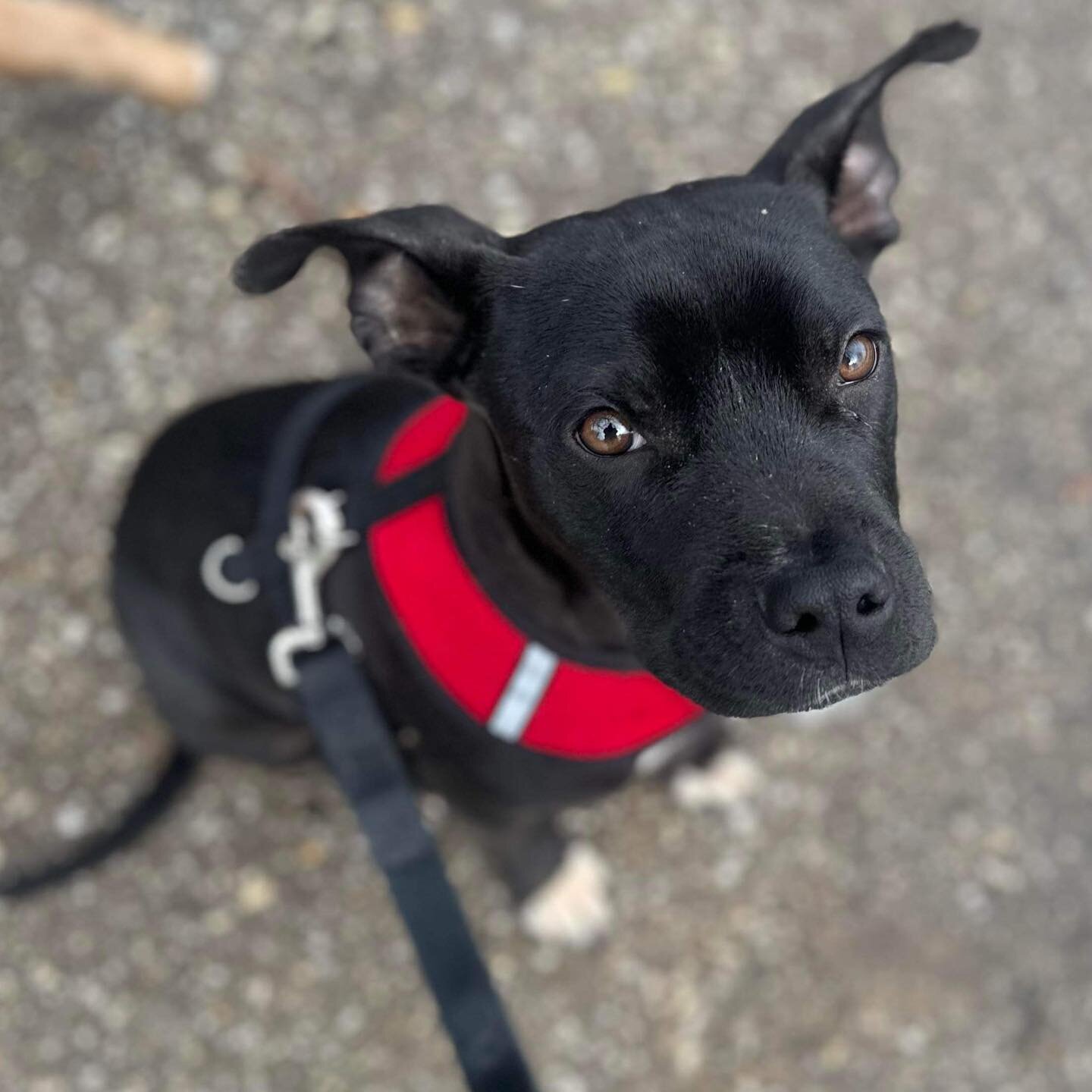 Introducing Xander 🖤 Xander is around 8 months old and weighs 31 lbs. At best guess, he is some kind of pit bull terrier mix. 

Like many of our other dogs, he was found as a stray in rural South Carolina, all alone at only 7 months old. He was take