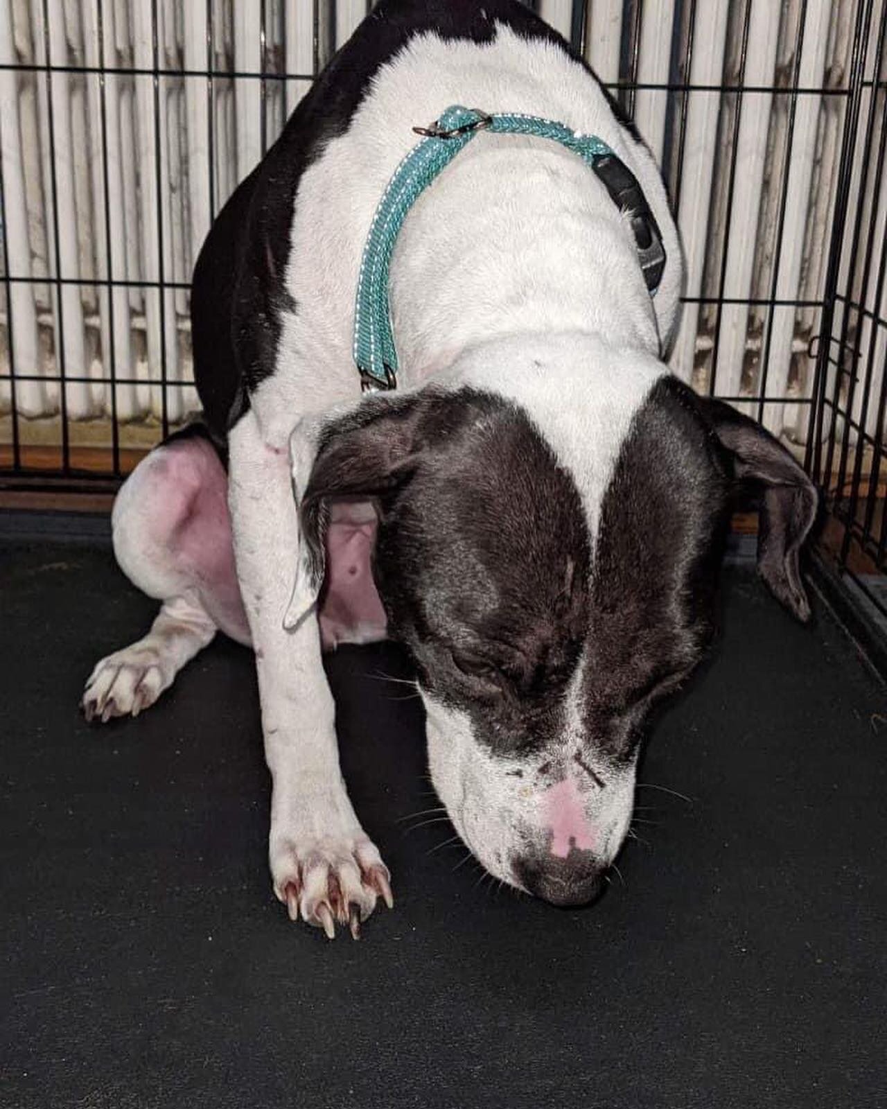 🚨 Emergency funds needed for sweet Camille rushed to the ER 🚨

We had to race Camille to the ER yesterday when she became extremely lethargic and was vomiting blood along with complete watery blood diarrhea. Her foster sent us a picture where she c