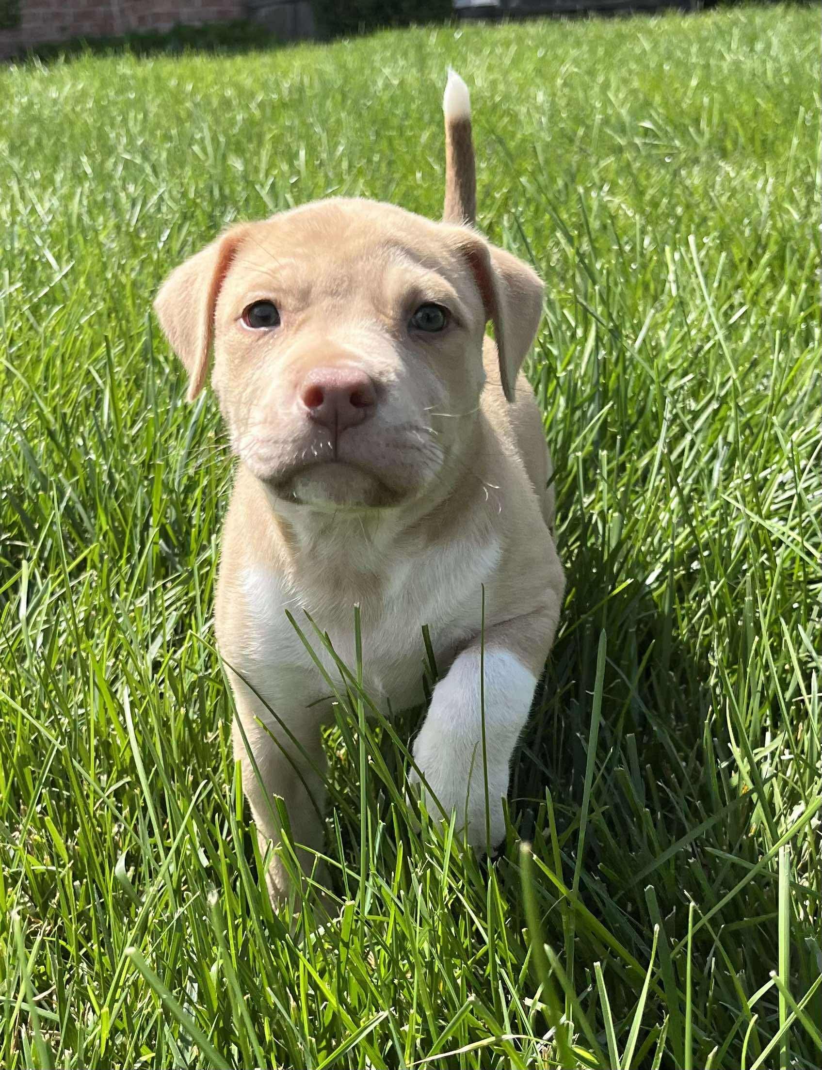 KTLH Adoption Event at Saints Row Brewing