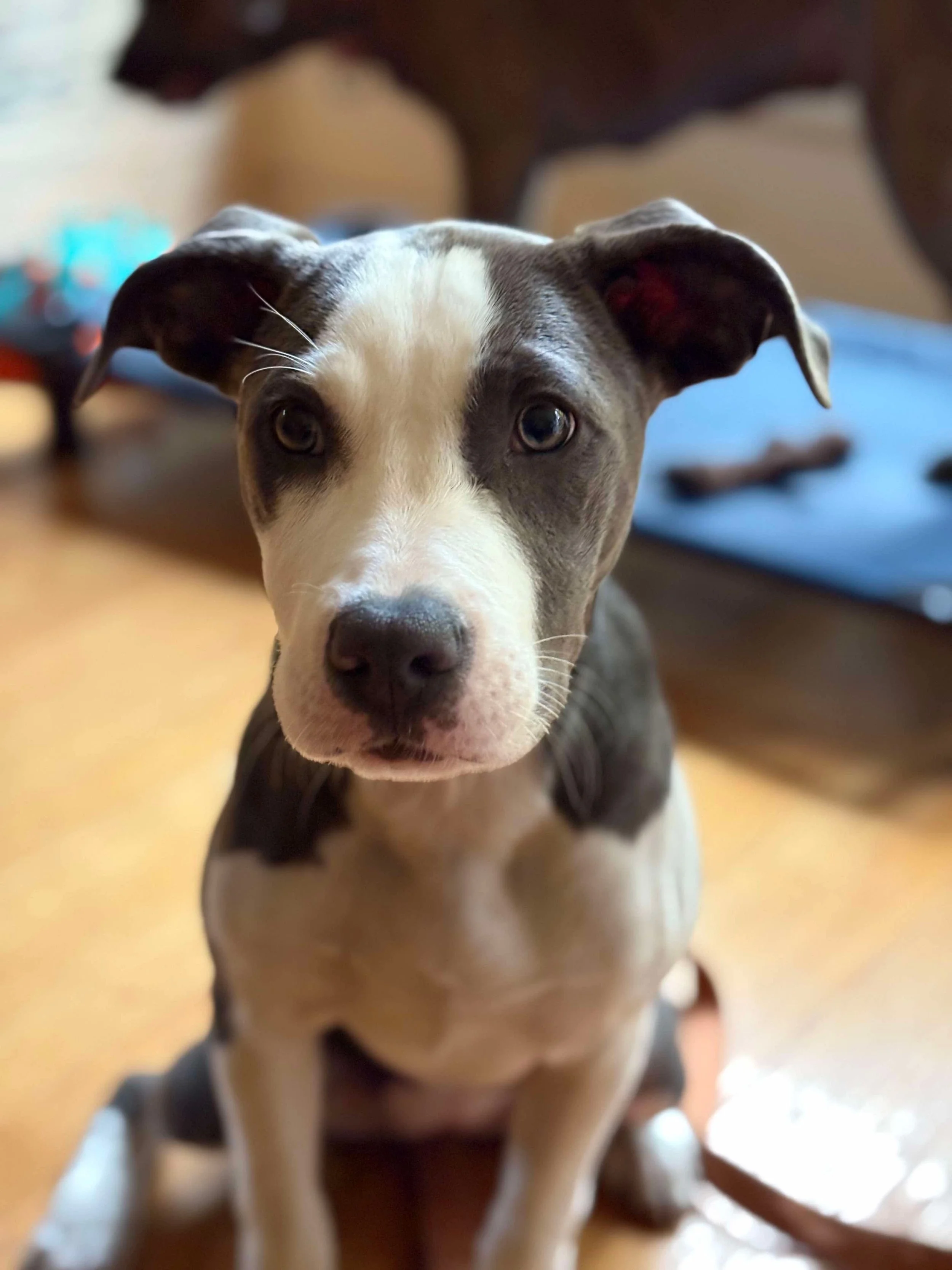 KTLH Adoption Event at Steinhardt Brewing