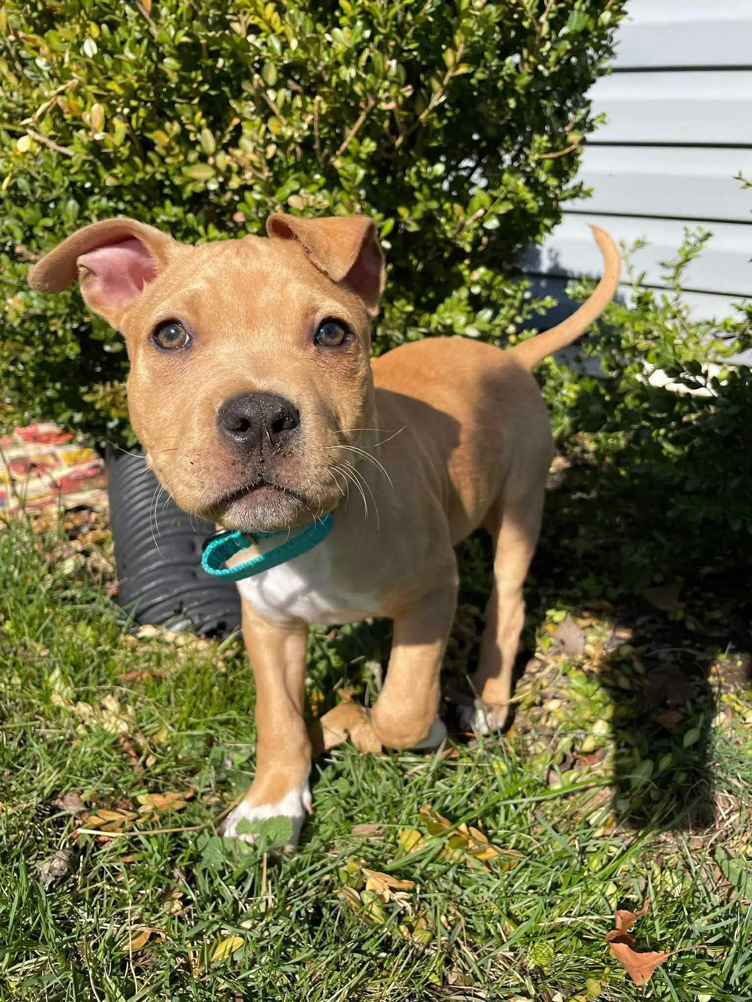 DOG DAYS AT LINGANORE 