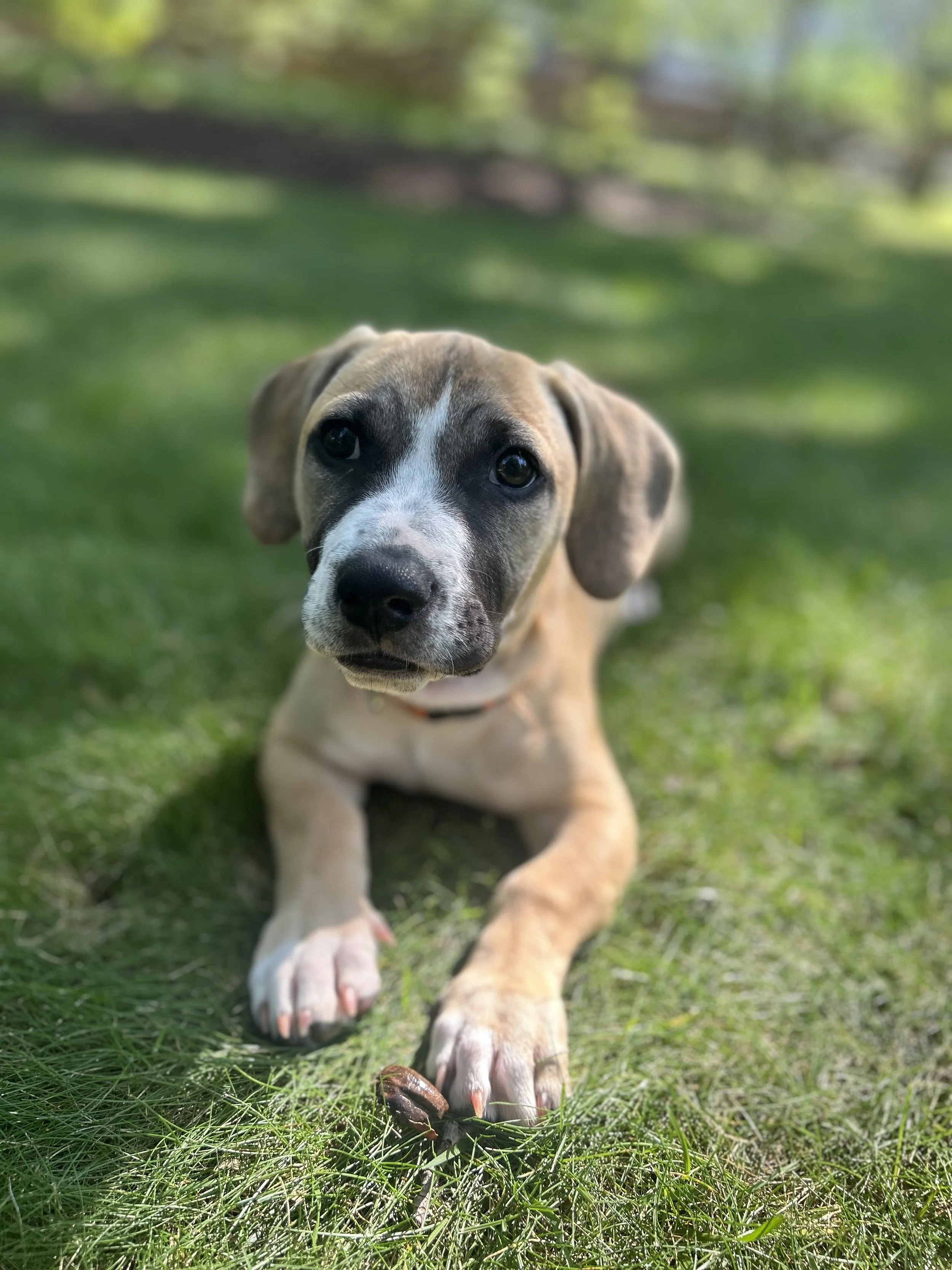 KTLH Adoption Event at Steinhardt Brewing