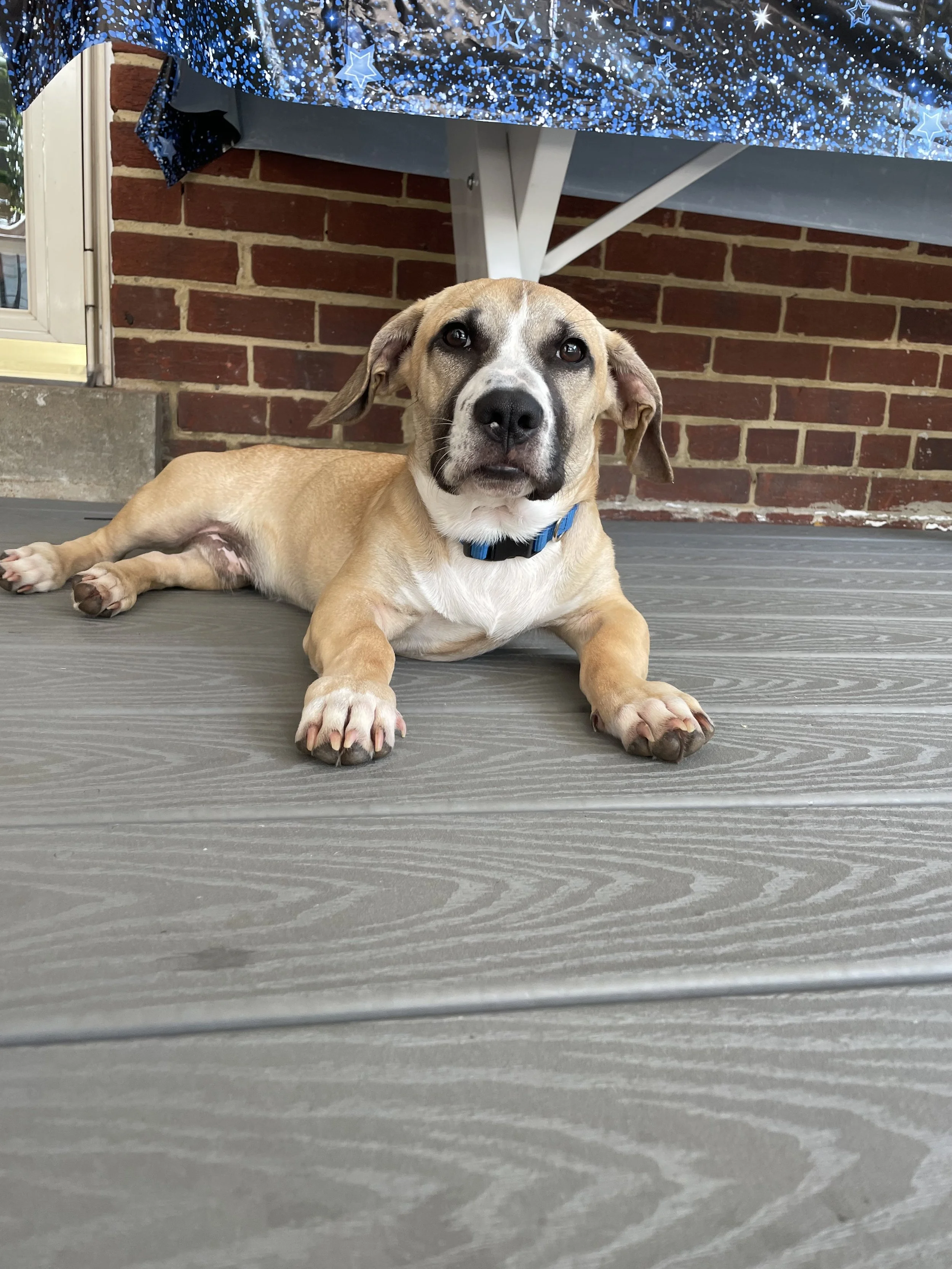 Barks and Brews at Frey's Farm