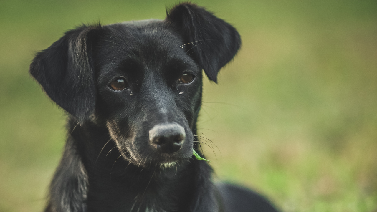 The Little Black Dog Story —