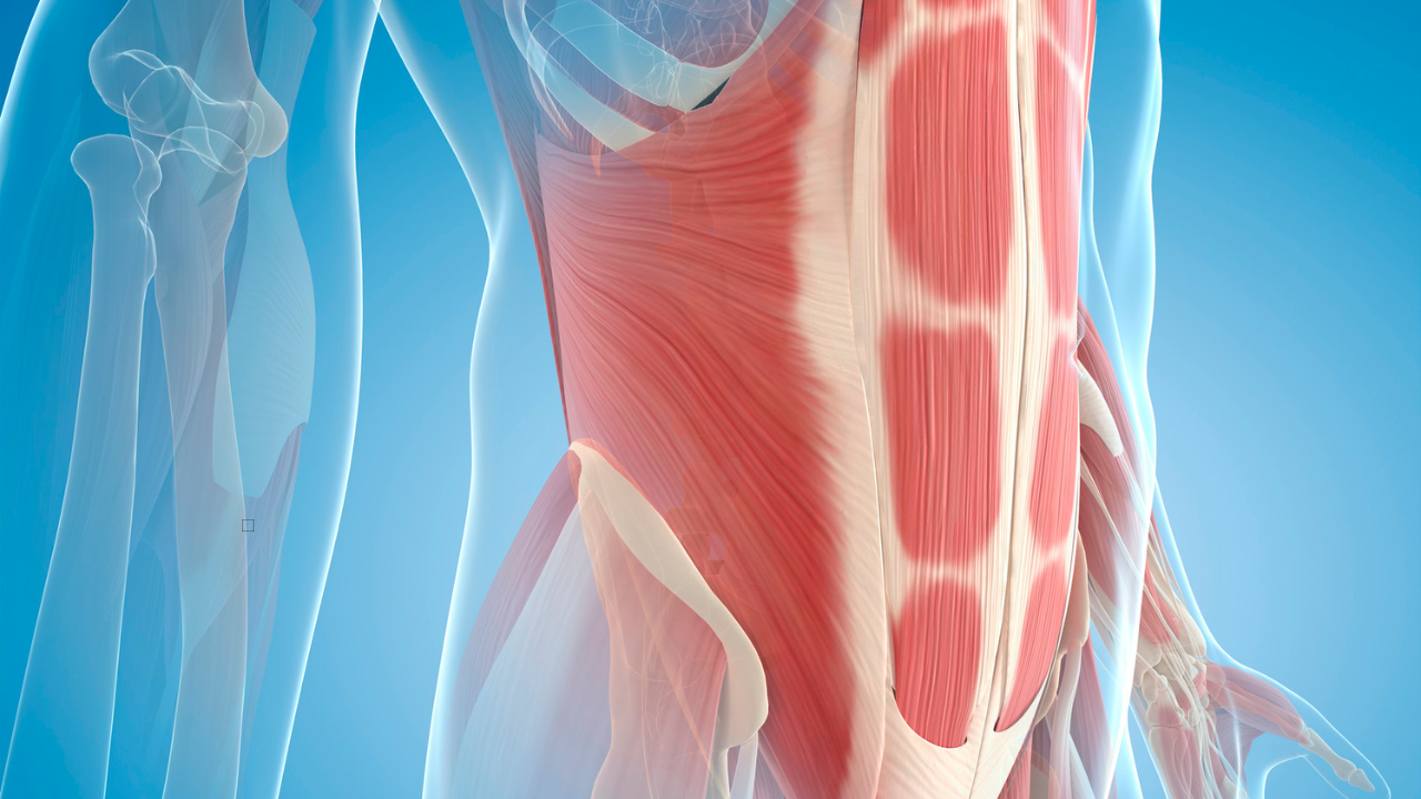Muscle Group of the Week - Abdominals — KathieOwen.com