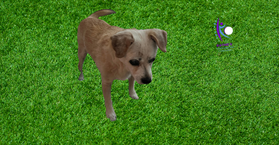 Why My Blind Dog Is the Best Life Coach