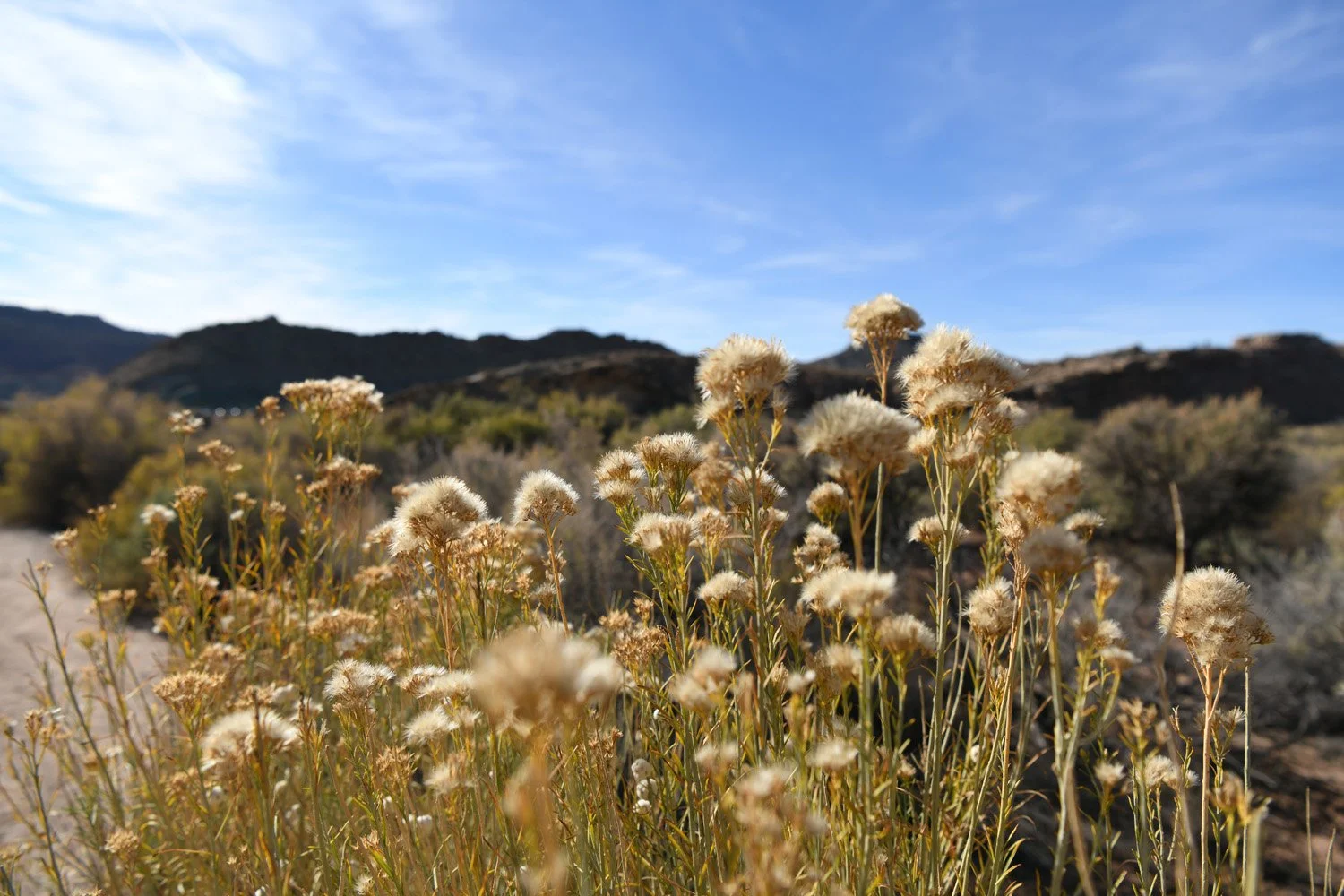 DSC_0876.jpg
