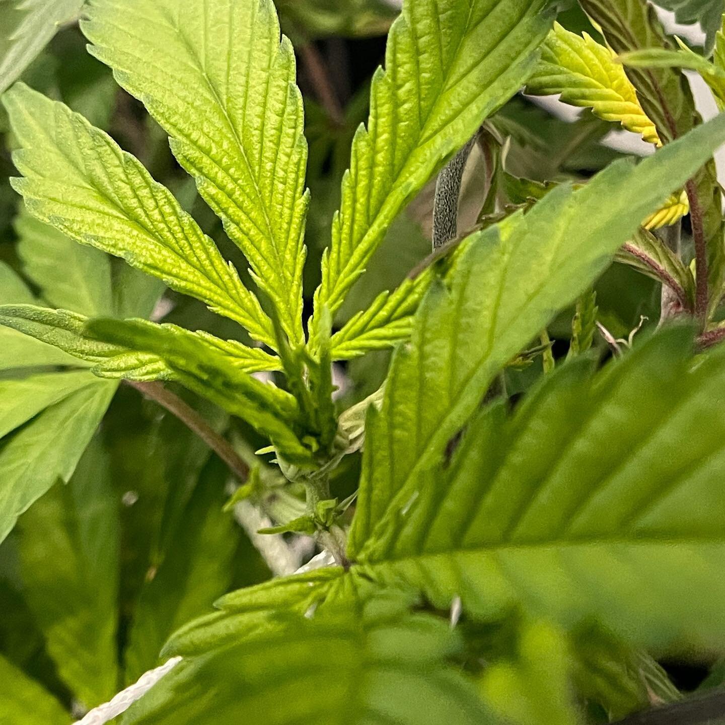 Just hangin&rsquo; with our buds! 🌱
Happy Friday Eve 🤩 what are you plans for the weekend?

#buds #fridayeve #cannaculture #homegrown #growyourownfood #growyourownmedicine #healthyliving