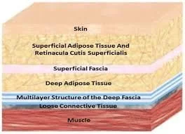 Skin-fascia-muscle-anatomy.jpeg