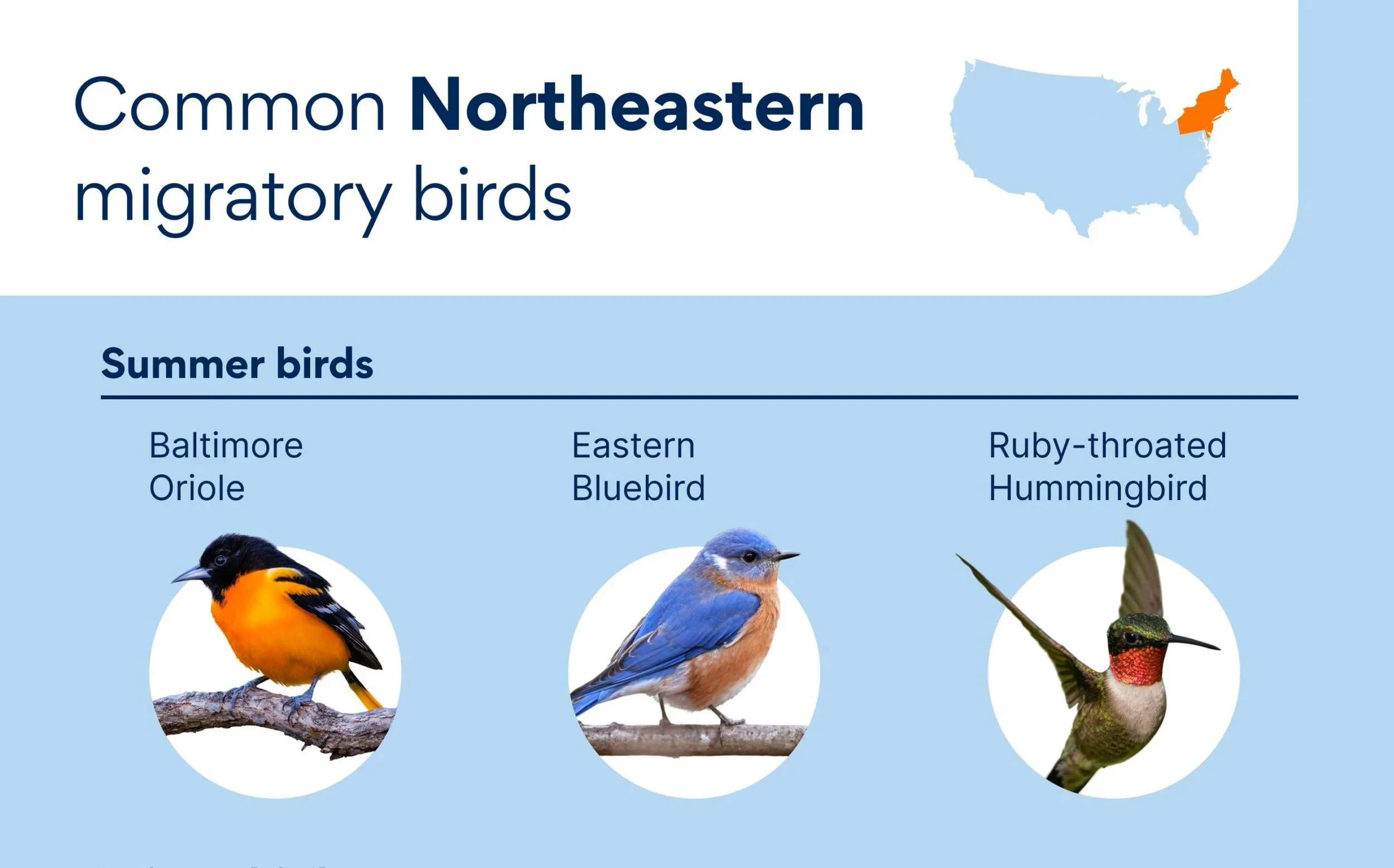  Bristol Land Conservation Trust's Spring Birding Walk