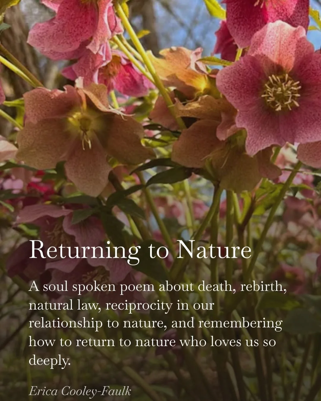 A Better Home, a soul poem written during a moment of clarity I experienced amongst a multitude of dark nights of the soul while navigating a deep wintering season of my life. 
I feel a mirroring to the seasonal shift around me so I am accompanying t